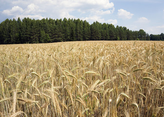 wheat barley field in country blue sky forest