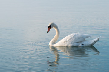 swan in the lake