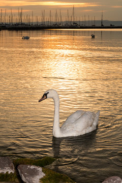 Swans swim in the sunset