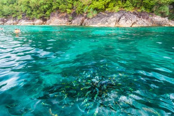 Holiday in Koh Lipe Thailand - Fish feeding with blur background during raining