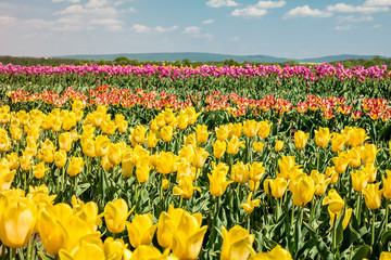 Group of color tulips in the park.