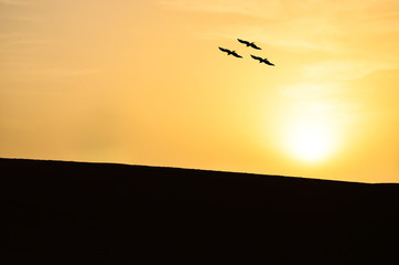 Silhouette of a Convocation of Eagles Hovering Over Sand Dunes in the Sahara
