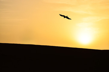 Naklejka premium Silhouette of a Lonely Eagle Hovering Over Sand Dunes in the Sahara 