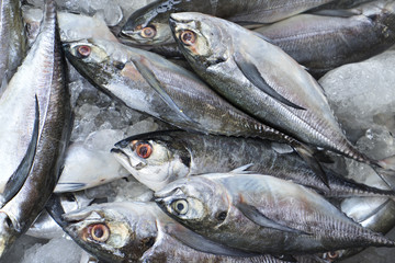 Many fresh mackerel freeze