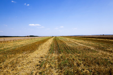 harvesting an agricultural field