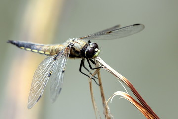 libellule brune sur s'accrochant à sa tige.