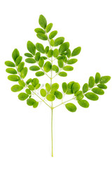 Moringa leaf in flat top image on isolated white background