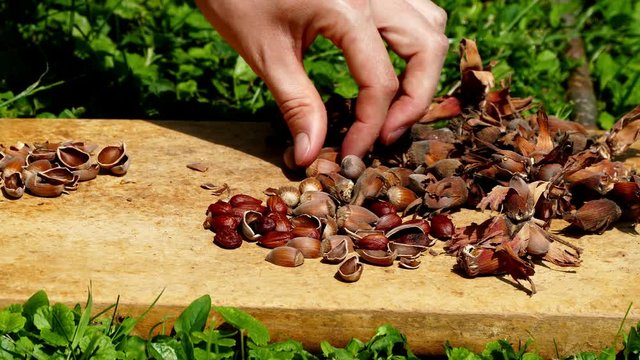 Smashing filbert nuts on wooden surface outside on green grass
