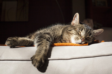 Sweet tabby cat sound asleep on blanket
