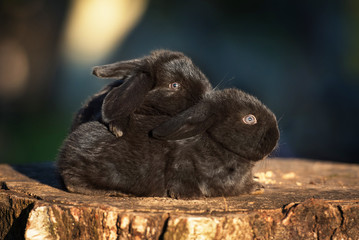 Two little black rabbits