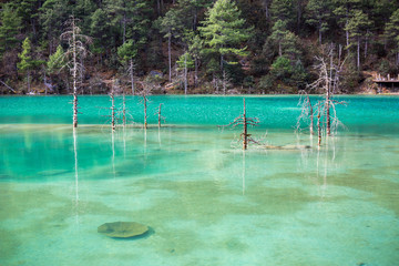 dead tree in jade dragon snow moutain lake, lijiang china.