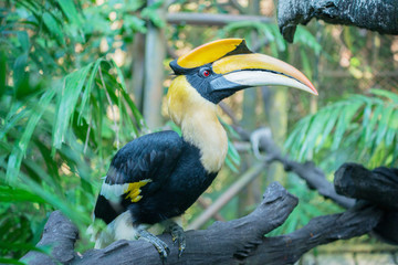 hornbill