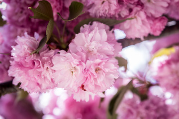 Cherry Blossom in Sakura season ,april ,Background.