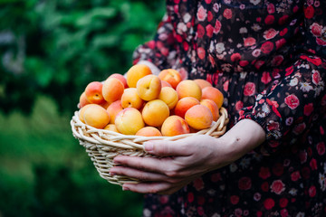 Organic apricots in a Basket outdoor.