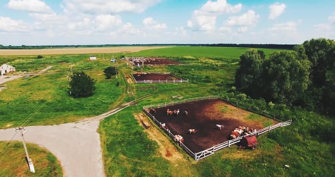 Flying on a Drone in the Field of Cows and Orchards
