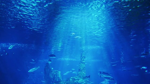 The sun's rays illuminate the fish in a big aquarium