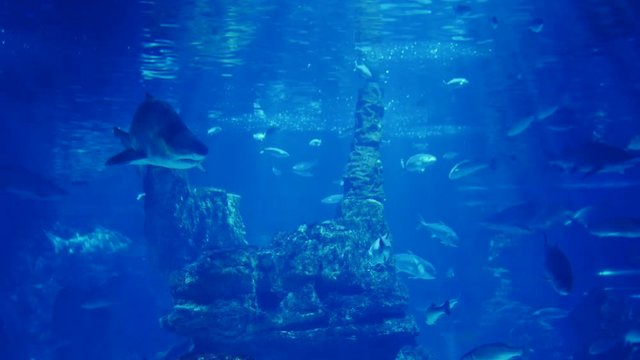 Most shark surrounded by a variety of fish. Beautiful rays of light shining on it