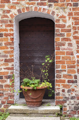 Fototapeta na wymiar Potted plant by old door