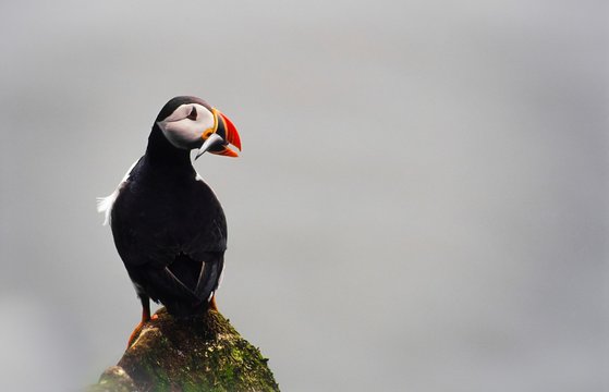Papageitaucher/ Puffin (Fratercula arctica) mit Sandaal (Ammodytidae) im Schnabel blickt in die Kamera, Ing&oacute;lfsh&ouml;f&eth;i / Ingolfsh&ouml;fdi, Island, Europa 