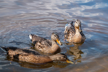 Ducks on the pond