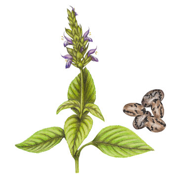 Hand drawn botanical illustration of chia