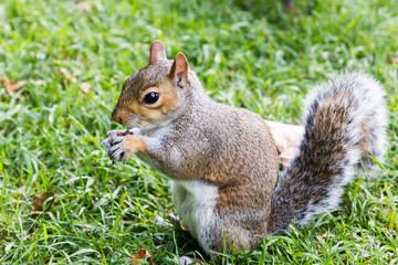 Sciurus carolinensis (scoiattolo grigio)