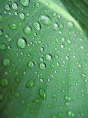 Green leaf with water drops