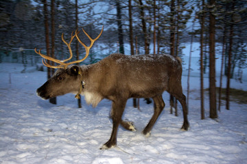 Reindeer are in the woods during the polar night