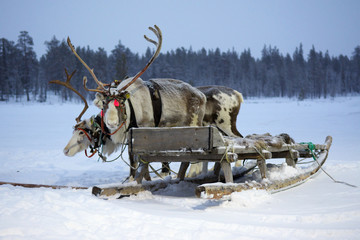 Sami reindeer sled on a snow-covered field © VPales