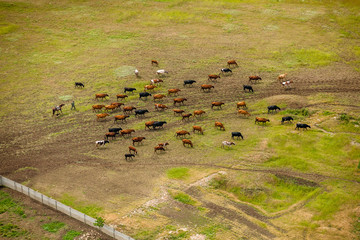 Herd of cows on the field.