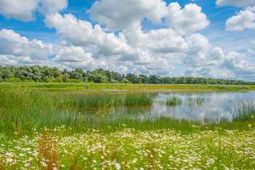 The shore of a lake in summer