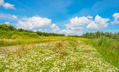 Wetland with wild flowers in summer