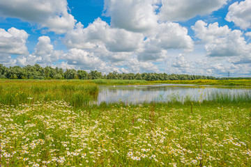 The shore of a lake in summer