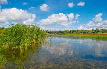 The shore of a lake in summer