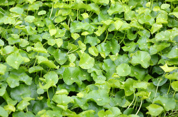 fresh green Centella asiatica plants with water drop on leaf in nature garden