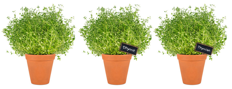 row of thyme herbs in pot / Reihe Thymian Kr&auml;uter Pflanzen in Topf