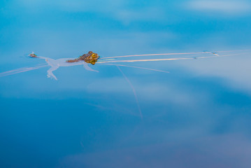 Frog having rest on branch in water