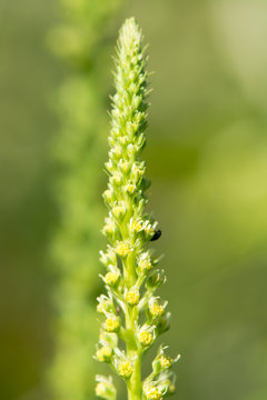 Weld (Reseda luteola) flower spike. Detail of inflorescence of plant in family Resedaceae, with beetle pollinating