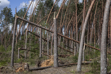 Windfall in forest. Forest characteristic for pine forests of northern Europe: Sweden, Finland, Baltic states etc. and Russia. Fallen trees, storm damage. Windfall.
