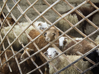 Domestic sheep looking through a fence