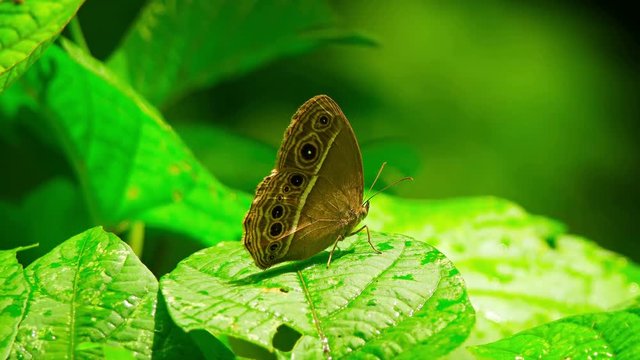 Living specimen of White Line Bushbrown, a common specie of butterfly in Asia, with its distictive brown color and underwing eye spots. Video UltraHD