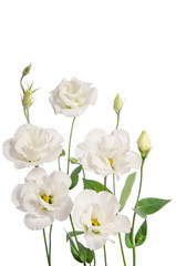 Beautiful white eustoma flowers isolated on white background