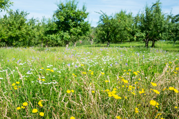 Wiese mit Blumen und Obstbäumen im Sommer