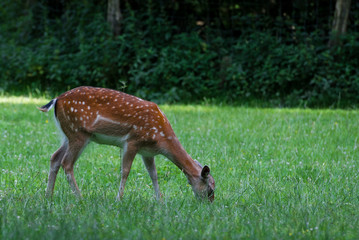 hirschkuh beim grasen