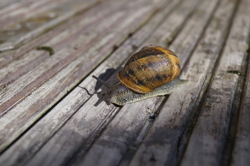 Weinbergschnecke auf Holzkiste 