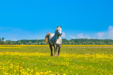     White horse on green field in spring in nature park Lonjsko polje, Croatia  © ilijaa