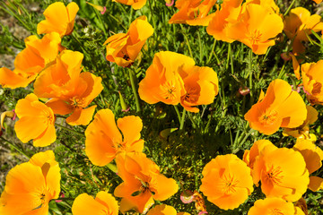 Orange poppies in a summer meadow on sunny day