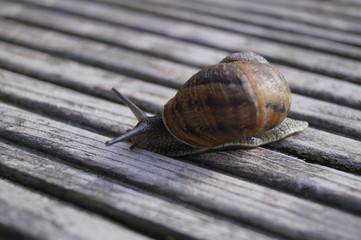 Weinbergschnecke auf Holzkiste 