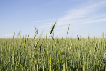 Ears of wheat in the summer. background
