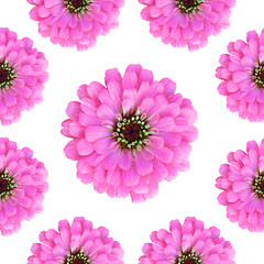 Seamless Floral pattern with pink zinnia flowers